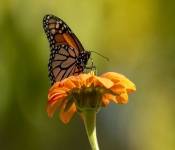 2019 09 15 LongFellowGardens 034